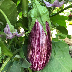Annina Eggplant