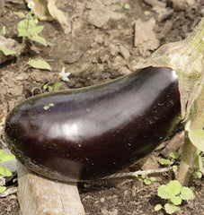 Black Beauty Organic