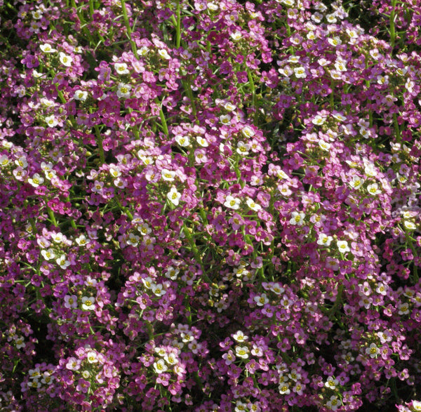 Dwarf Pink