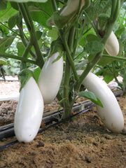 Snowy  F1 Organic