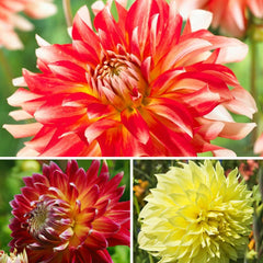 Cinnamon Spice Collection Dahlia Bulbs Perennial Growing Bonsai Roots Rhizomes Corms Tubers Potted Planting Reblooming Fragrant Garden Species Blooms Flower Seeds Plant Gardening