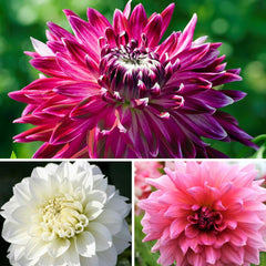 Pink Champagne Collection Dahlia Bulbs Perennial Growing Bonsai Roots Rhizomes Corms Tubers Potted Planting Reblooming Fragrant Garden Species Blooms Flower Seeds Plant Gardening