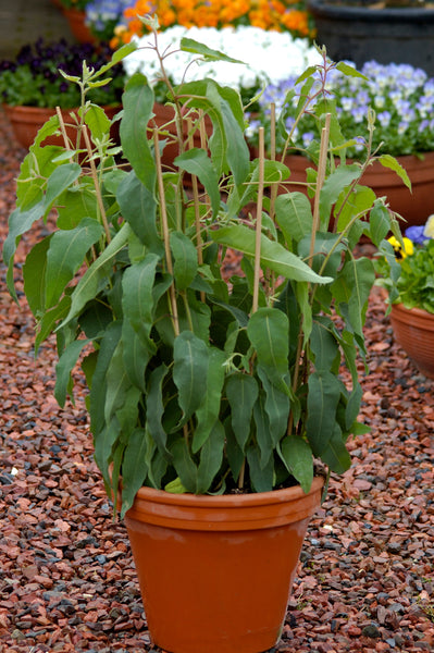 Lemon Bush