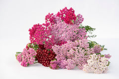 Flowerburst Fruit Bowl