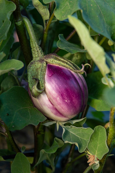 Rosa Bianca Organic