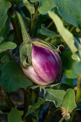 Rosa Bianca Organic