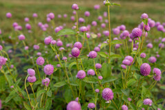 Lavender Lady