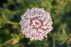 Lace Pink