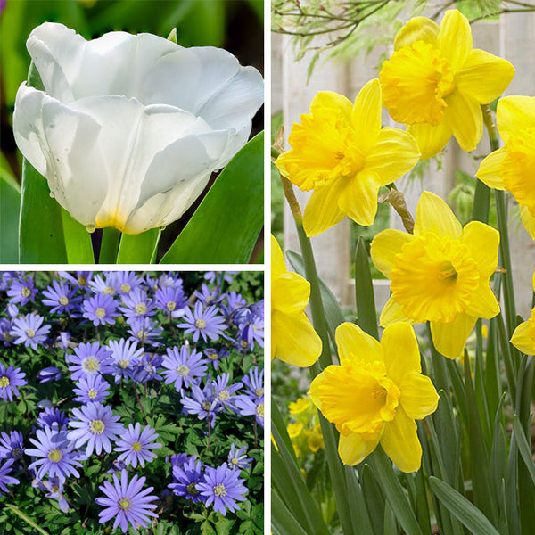 Early Arrival Bulb Collection
