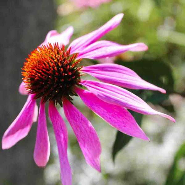 Purple Coneflower, Echinacea Seeds, 400mg