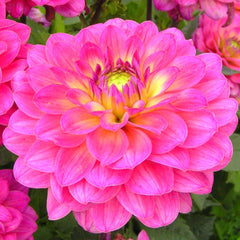 El Santo Dahlia Bulbs Perennial Growing Bonsai Roots Rhizomes Corms Tubers Potted Planting Reblooming Fragrant Garden Species Blooms Flower Seeds Plant Gardening