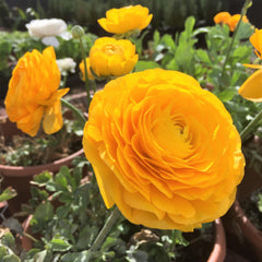 Giallo Ranunculus Bulbs Corms Growing Bonsai Roots Rhizomes Tubers Potted Planting Reblooming Fragrant Garden Species Blooms Flower Seeds Plant Gardening
