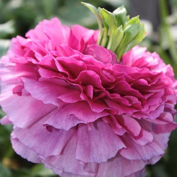 Ranunculus Bulbs Rosa Festival Corms Growing Bonsai Roots Rhizomes Tubers Potted Planting Reblooming Fragrant Garden Species Blooms Flower Seeds Plant Gardening