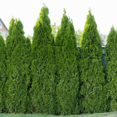 Emerald Green Arborvitae
