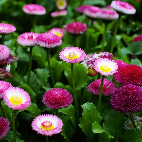 English Daisy, Double Mixed Colors Seeds, 200mg