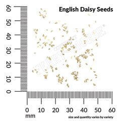 English Daisy, Double Mixed Colors Seeds, 200mg