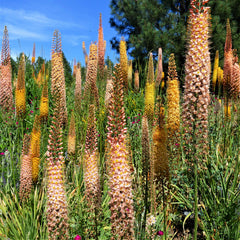 Eremurus - Shelford Hybrid Mix