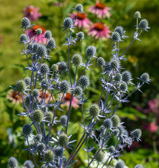 Sea Holly