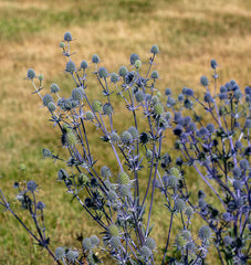 Sea Holly