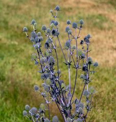Sea Holly