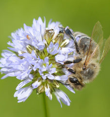 Globe Gilia