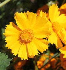 Lanceleaf Coreopsis