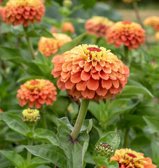 Queeny Lime Orange