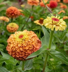 Queeny Lime Orange