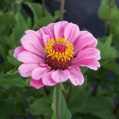 Illumination Zinnia