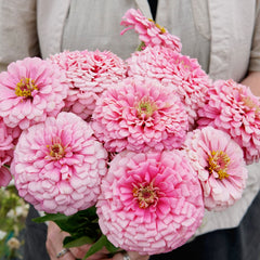 Illumination Zinnia