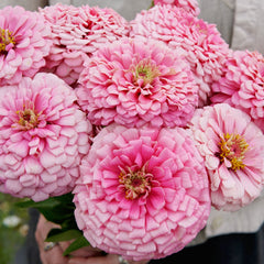 Illumination Zinnia