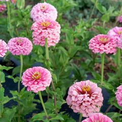 Illumination Zinnia