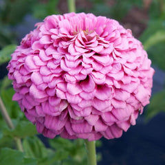 Illumination Zinnia