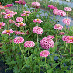 Illumination Zinnia