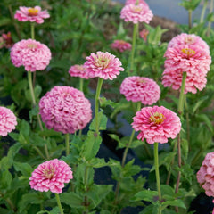 Illumination Zinnia