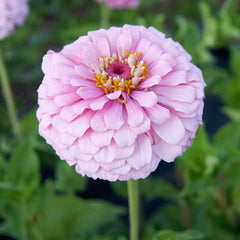Illumination Zinnia