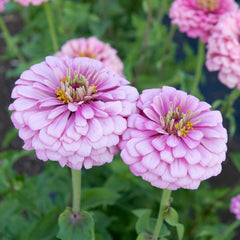 Illumination Zinnia