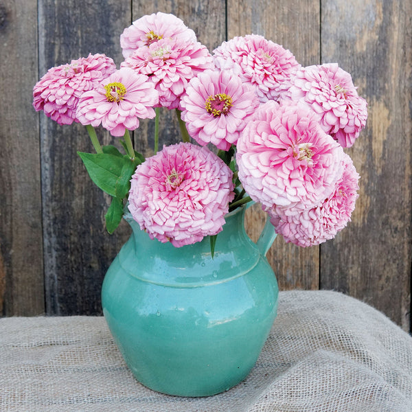 Illumination Zinnia