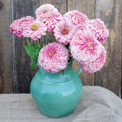 Illumination Zinnia