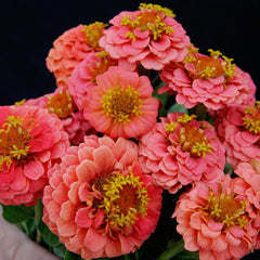 Lilliput Salmon Gem Zinnia