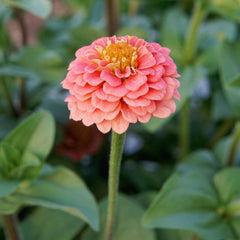 Lilliput Salmon Gem Zinnia