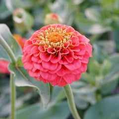 Lilliput Salmon Gem Zinnia