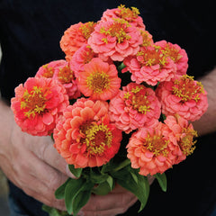 Lilliput Salmon Gem Zinnia