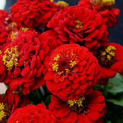 Lilliput Scarlet Gem Zinnia