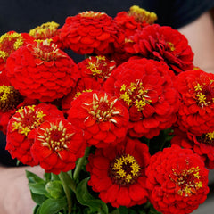 Lilliput Scarlet Gem Zinnia