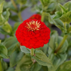 Lilliput Scarlet Gem Zinnia