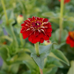 Lilliput Scarlet Gem Zinnia