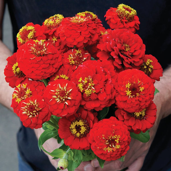 Lilliput Scarlet Gem Zinnia