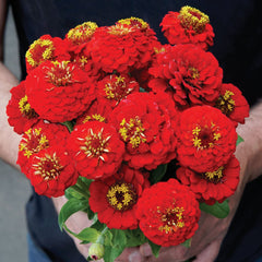 Lilliput Scarlet Gem Zinnia