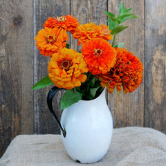 Orange King Zinnia